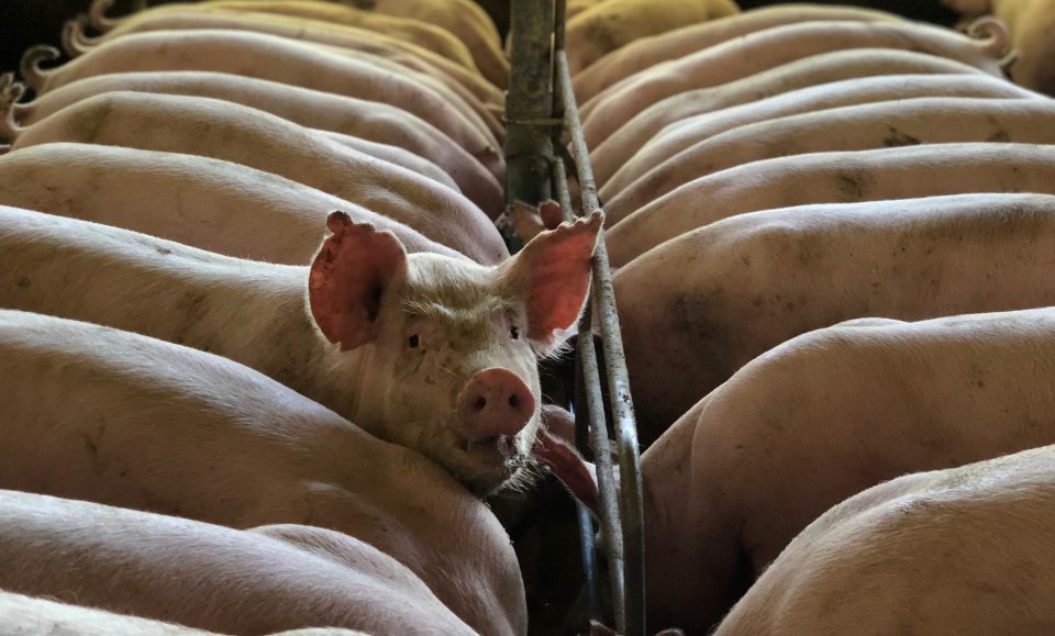 Uitkopen Elzen 6A mislukt