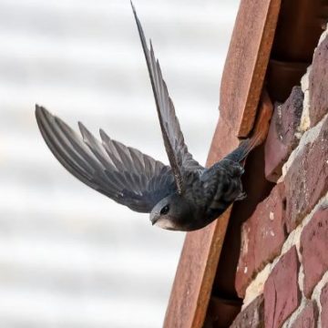 Bent u van plan uw huis te isoleren, verbouwen of verduurzamen? Houd rekening met de Wet Natuurbescherming.