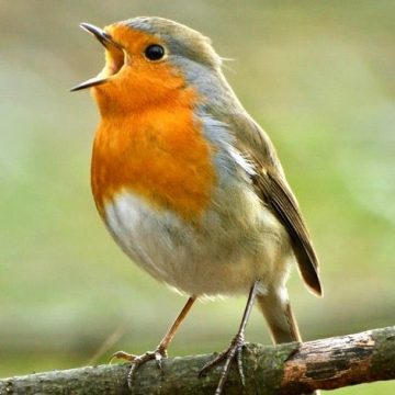 Vogelwandeling Perekker en Voskuilen