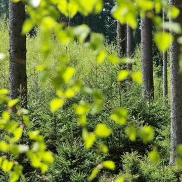 Bosbaden: ontspanning en inspiratie uit de natuur