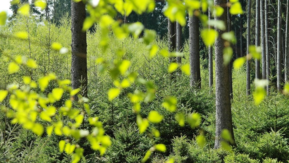 Bosbaden: ontspanning en inspiratie uit de natuur