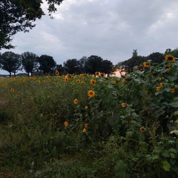Gemeente Boekel en IBN-Facilitair werken samen in ‘Groenbeheer’