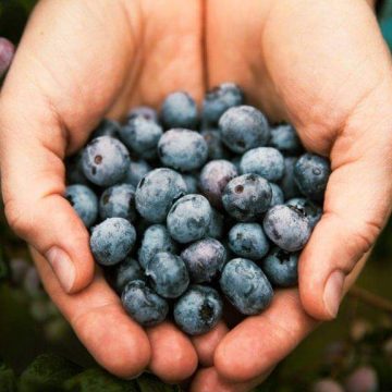 Aardbeien en zelfpluk blauwe bessen bij Tuinbouw de Zijp