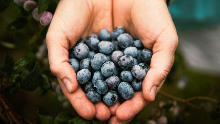 Aardbeien en zelfpluk blauwe bessen bij Tuinbouw de Zijp