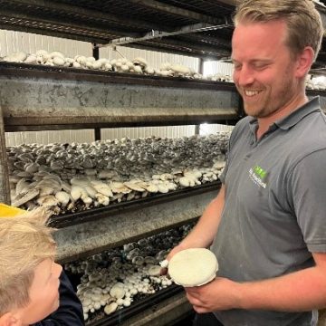 Hoe groeien champignons?