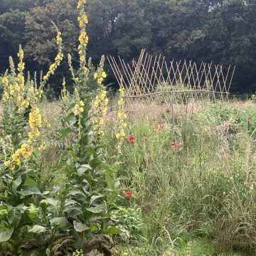Rondleiding door voedseltuin Ecodorp