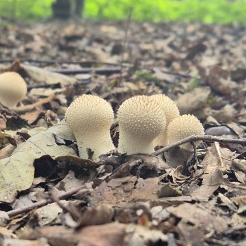 Paddenstoelen spotten op de Perekker
