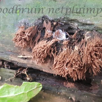 Meer te zien in het kabouterbos