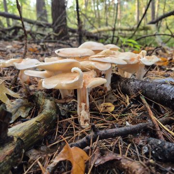Herfstwandeling Perekker