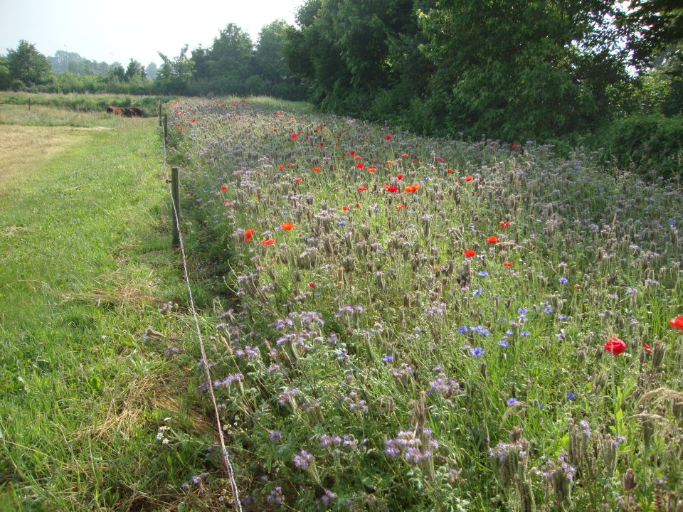BoerenNatuur Brabant Oost organiseert bijeenkomsten voor erfbetreders