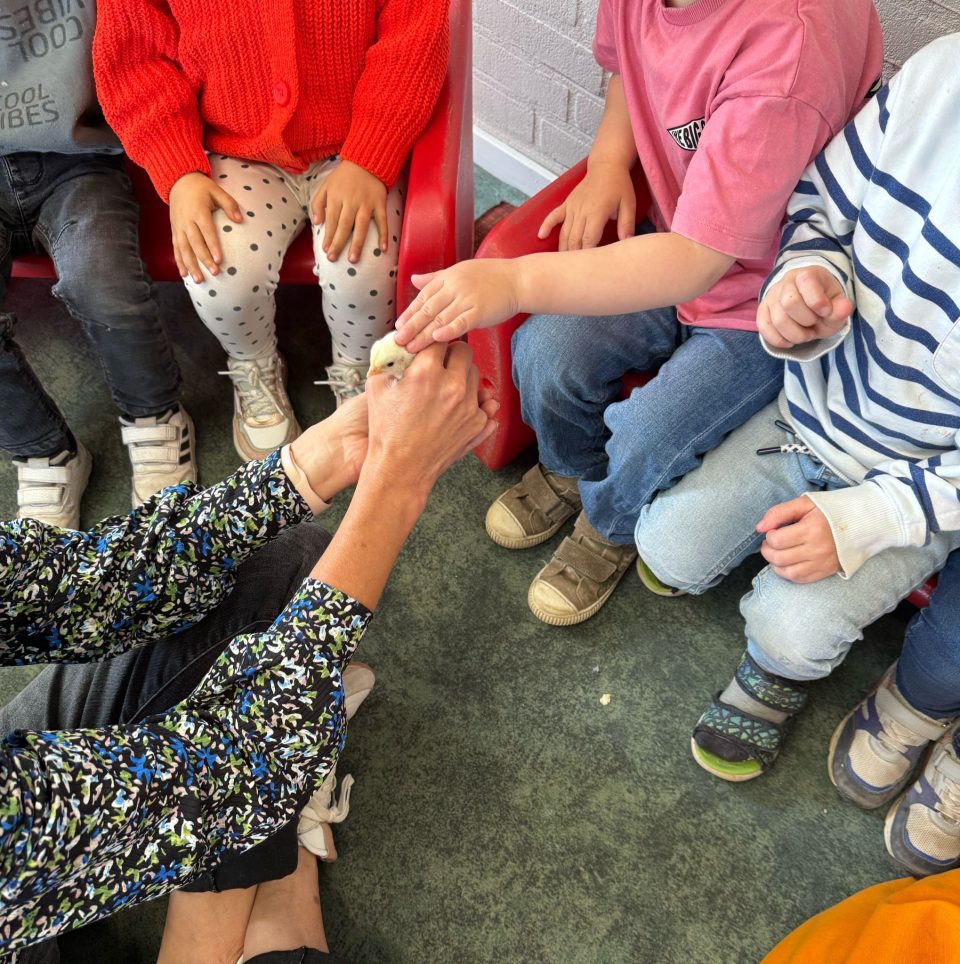 Hoera! Zes kuikentjes geboren bij Kindcentrum Octopus. 