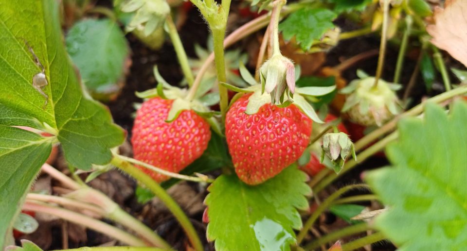 Officiële opening belevingstuin Sint Petrus Boekel