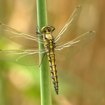 Voor- en achtertuinproject brengt biodiversiteit tot bloei in Boekel