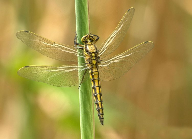 Voor- en achtertuinproject brengt biodiversiteit tot bloei in Boekel