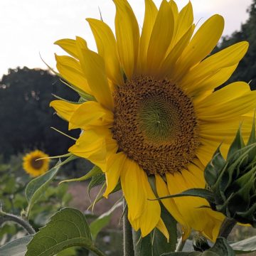 Tuinmiddag Ecodorp: Kijk, Pluk & Proef!