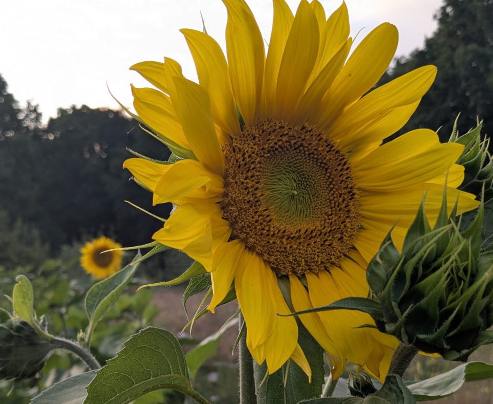 Tuinmiddag Ecodorp: Kijk, Pluk & Proef!