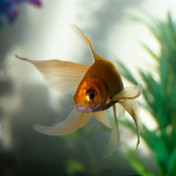 Oproep: hulp gezocht bij het onderhoud van aquaria