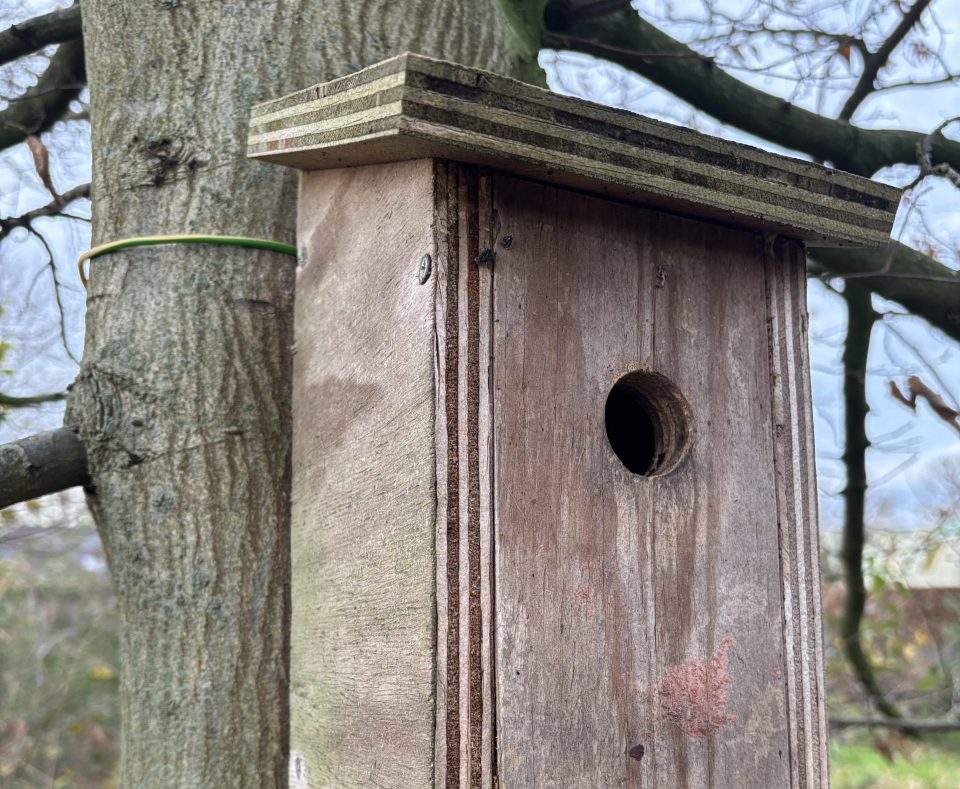 Tijd om vogelkastjes te hangen