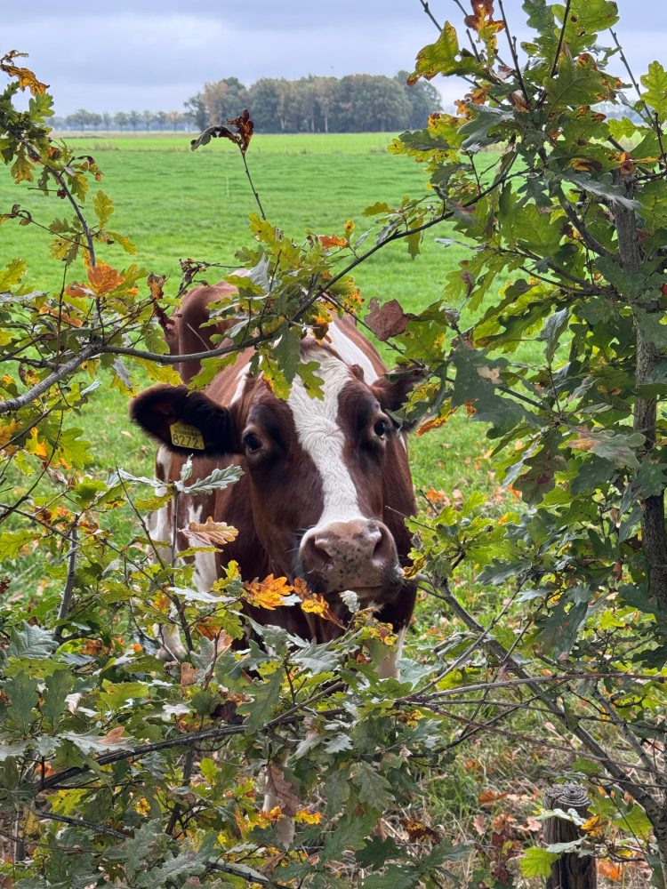 Jouw foto op de cover van inBoekel Nieuwsblad?