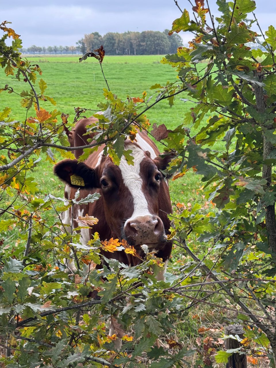 Jouw foto op de cover van inBoekel Nieuwsblad?