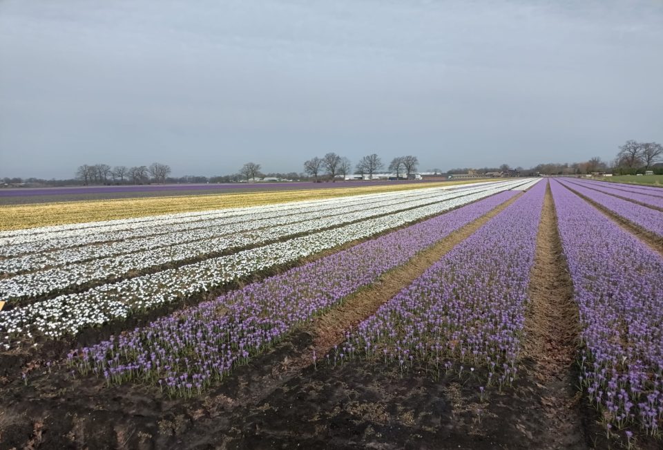 Krokussen komen in bloei, het voorjaar komt eraan!