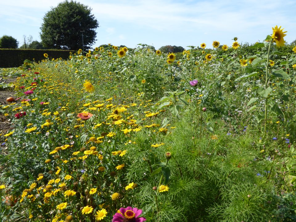Project Bloemenakker 2026