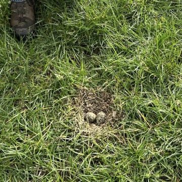 Eerste kievitsei gevonden in Boekel