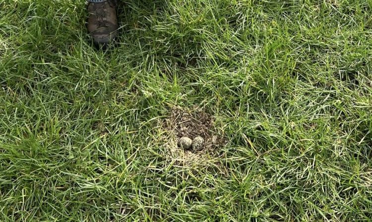 Eerste kievitsei gevonden in Boekel