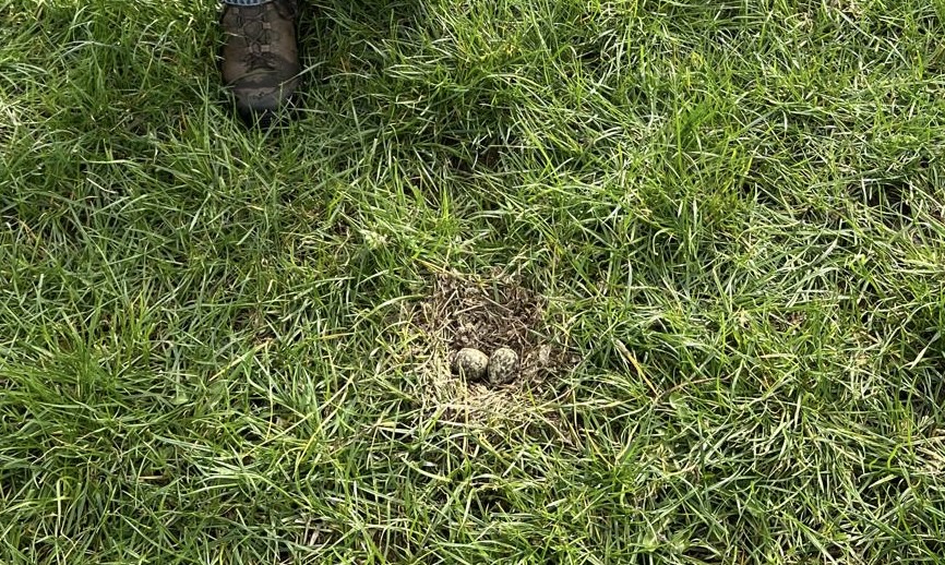 Eerste kievitsei gevonden in Boekel