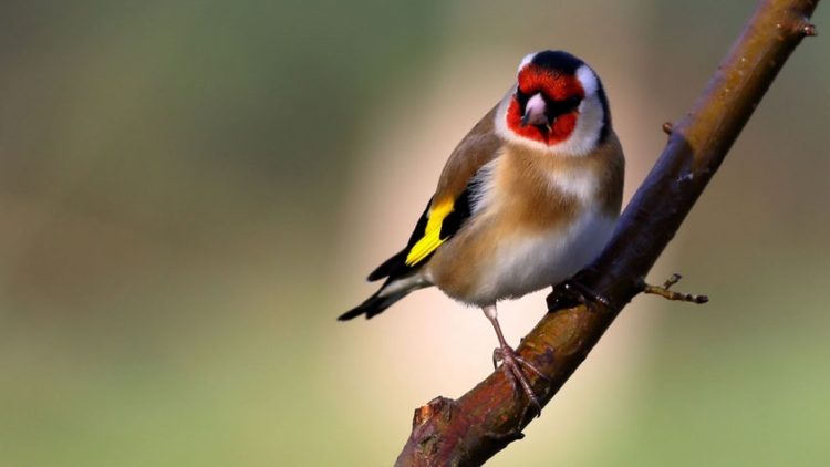 Publiekswandeling voor vroege vogels