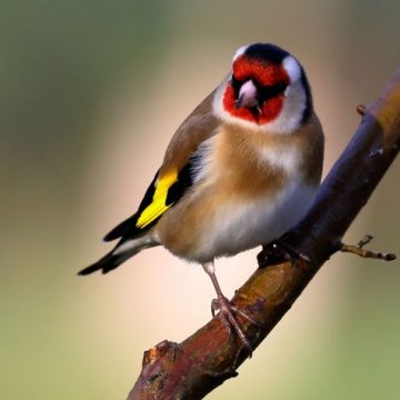 Publiekswandeling voor vroege vogels