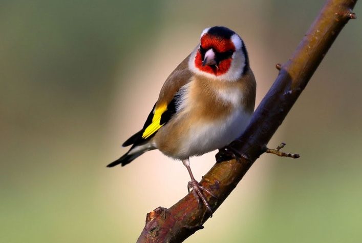 Publiekswandeling voor vroege vogels
