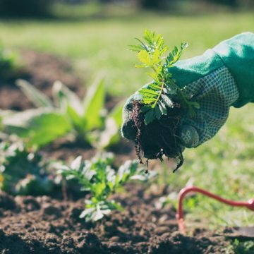 Zorgcentrum Sint Petrus zoekt vrijwilligers voor binnentuin