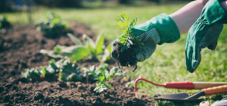 Zorgcentrum Sint Petrus zoekt vrijwilligers voor binnentuin