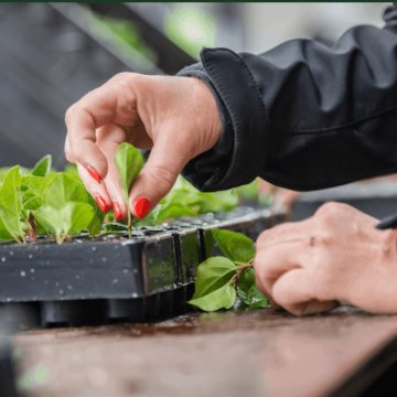 Bloemen Young Plants zoekt productiemedewerker