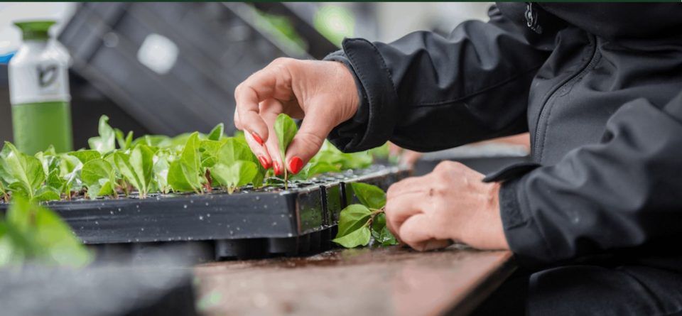 Bloemen Young Plants zoekt productiemedewerker