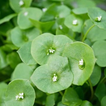 Boekelse Tuindag bij Ecodorp Boekel