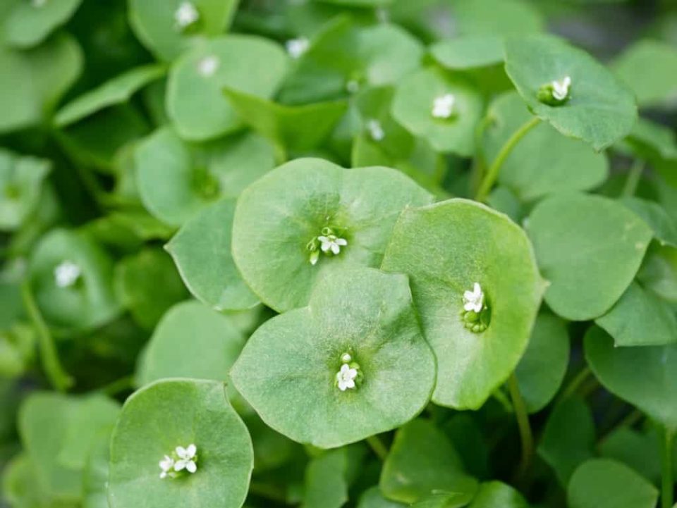 Boekelse Tuindag bij Ecodorp Boekel