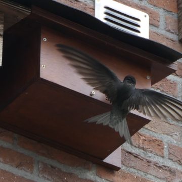 Op zoek naar bewoonde gierzwaluwkasten in Boekel en Venhorst